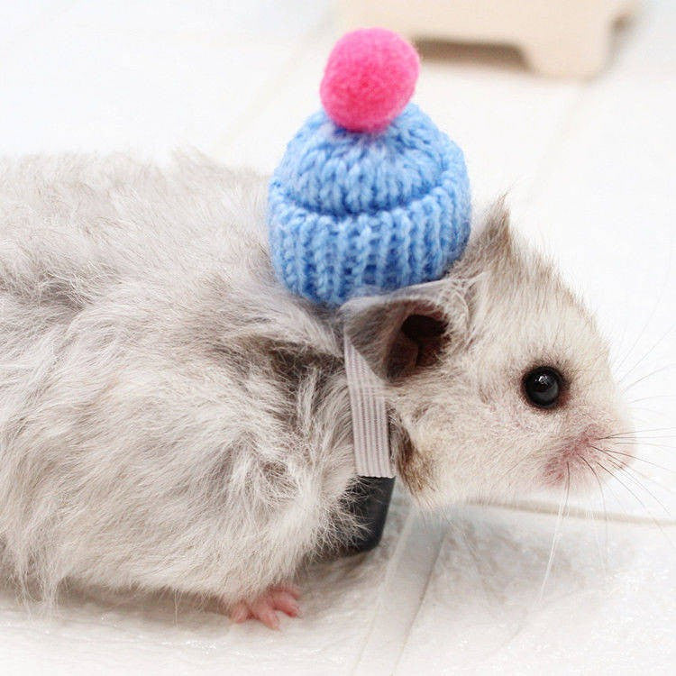 Hamster Djungarian Hamster Hat Mini Douyin Photographing Selling Cute Buy 2 Get 1 Free Flower Branch Honey Bag Hamster Winter Thermal Supplies Pet Supplies & Pet Dog products Pet fashion products