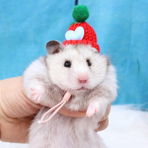 Hamster Djungarian Hamster Hat Mini Douyin Photographing Selling Cute Buy 2 Get 1 Free Flower Branch Honey Bag Hamster Winter Thermal Supplies Pet Supplies & Pet Dog products Pet fashion products