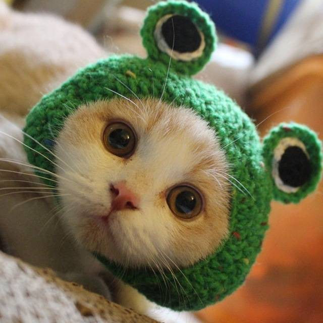 Handmade DIY Pet Cat Dog Creative Frog Design Hat Warm Knitted Hat Gift