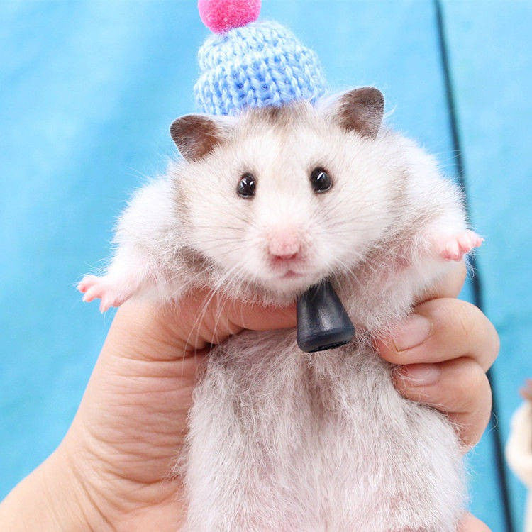 Hamster Djungarian Hamster Hat Mini Douyin Photographing Selling Cute Buy 2 Get 1 Free Flower Branch Honey Bag Hamster Winter Thermal Supplies Pet Supplies & Pet Dog products Pet fashion products