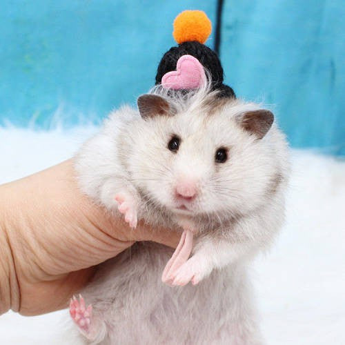 Hamster Djungarian Hamster Hat Mini Douyin Photographing Selling Cute Buy 2 Get 1 Free Flower Branch Honey Bag Hamster Winter Thermal Supplies Pet Supplies & Pet Dog products Pet fashion products