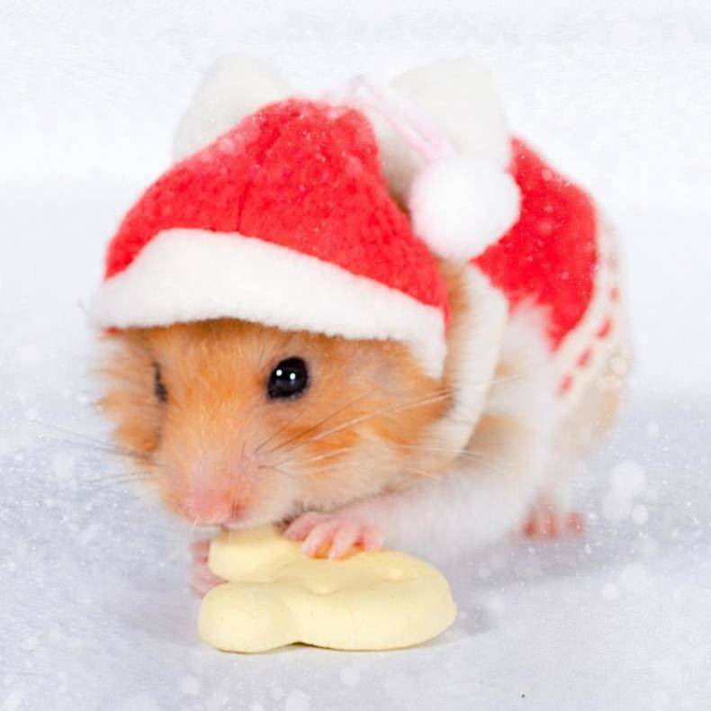 Hamster Clothes Dress Cute Hat Hand Holding Rope Takeaway Bag Small Warm Mini Rabbit Guinea Pig Pet Pet Supplies & Pet Dog products Pet fashion products