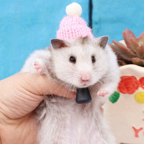 Hamster Djungarian Hamster Hat Mini Douyin Photographing Selling Cute Buy 2 Get 1 Free Flower Branch Honey Bag Hamster Winter Thermal Supplies Pet Supplies & Pet Dog products Pet fashion products